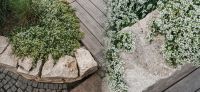 17_Spaziergang_mit_Rosenduft-Rosengarten-Duftgarten-Poolbereich-Galabau-Leipzig
