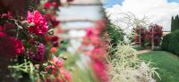 24_Spaziergang_mit_Rosenduft-Rosengarten-Duftgarten-Galabau-Leipzig