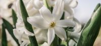 06_hyazinthe_hyacinthus