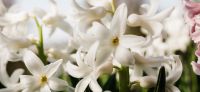 08_hyazinthe_hyacinthus