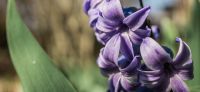 09_hyazinthe_hyacinthus