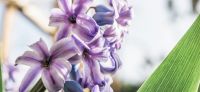 10_hyazinthe_hyacinthus