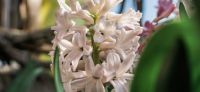 11_hyazinthe_hyacinthus