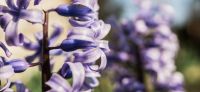 13_hyazinthe_hyacinthus