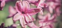 14_hyazinthe_hyacinthus