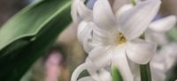 16_hyazinthe_hyacinthus