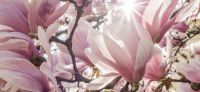 04_magnolie_magnolia_gartenplanung_gartengestaltung_pflanzplanung_leipzig