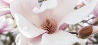 05_magnolie_magnolia_gartenplanung_gartengestaltung_pflanzplanung_leipzig