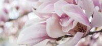 06_magnolie_magnolia_gartenplanung_gartengestaltung_pflanzplanung_leipzig