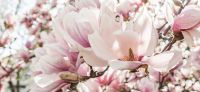 07_magnolie_magnolia_gartenplanung_gartengestaltung_pflanzplanung_leipzig