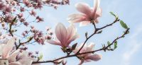 08_magnolie_magnolia_gartenplanung_gartengestaltung_pflanzplanung_leipzig