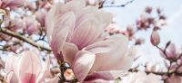 09_magnolie_magnolia_gartenplanung_gartengestaltung_pflanzplanung_leipzig