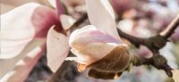 14_magnolie_magnolia_gartenplanung_gartengestaltung_pflanzplanung_leipzig