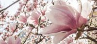 17_magnolie_magnolia_gartenplanung_gartengestaltung_pflanzplanung_leipzig