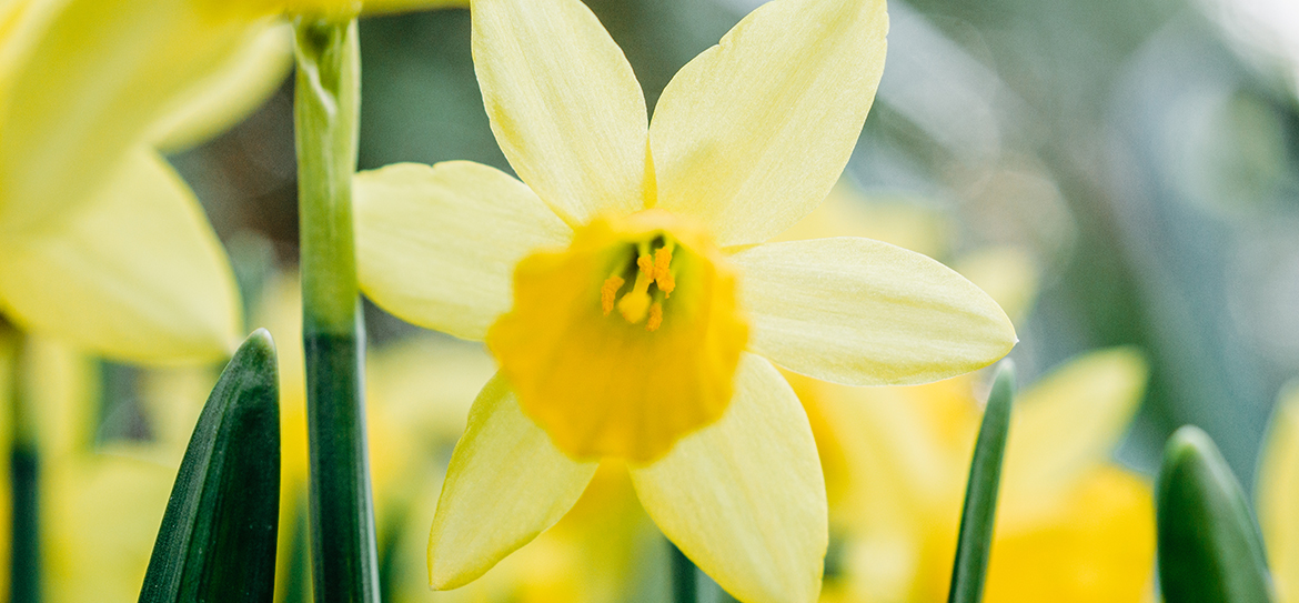 Pünktlich zu Ostern verzaubern die Osterglocken mit ihren sonnengelben